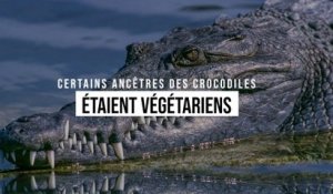 Certains ancêtres des crocodiles étaient végétariens