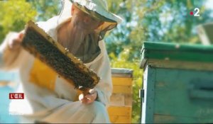 Les abeilles nourries au sirop de betterave