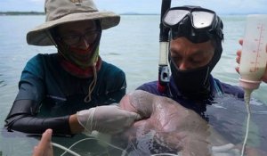 En Thaïlande, une petite vache marine est devenue la star des réseaux sociaux