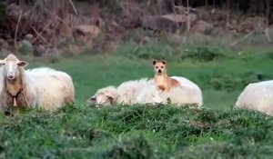 Le chien de berger le plus intelligent qu'on ait trouvé... ou le plus flemmard