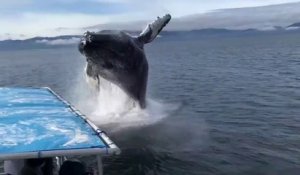 Une baleine fait un beau cadeau à ces touristes... Saut magnifique