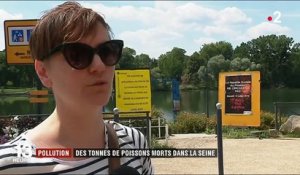 Pollution : des tonnes de poissons morts dans la Seine