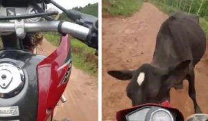Une vache met un gros stop à un motard qui fait une roue arrière