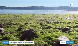 Finistère : les algues vertes dangereuses pour la santé ?