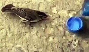 Il donne de l'eau à un oiseau déshydraté