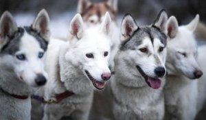 Le Husky sibérien : avoir la "Formule 1 des chiens de traîneau" comme animal de compagnie