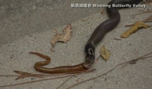 Ce serpent trop gourmand recrache son repas... Un autre serpent