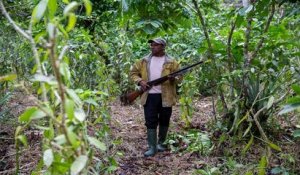 Madagascar : l'action des brigands affecte la qualité de la vanille