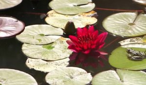 Jardin - La punk attitude au jardin