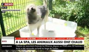 Spéciale Canicule : A la SPA, les bénévoles prennent soin des animaux qui souffrent de chaleur - VIDEO