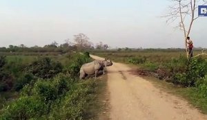Chassé par un rhinocéros il se retrouve coincé dans un arbre