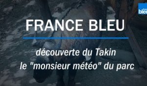 Découvrez l'Auvergne: Le Takin au Parc animalier d'Auvergne d'Ardes sur Couze (63)