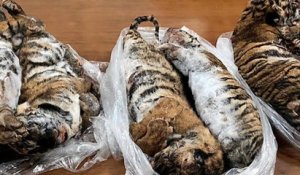 Au Vietnam, sept tigres ont été retrouvés congelés dans le coffre d'une voiture