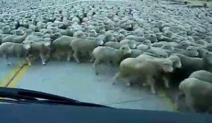 Cet automobiliste croise un énorme troupeau de mouton... Interminable