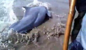 Des touristes se mobilisent pour sauver un dauphin échoué sur la plage