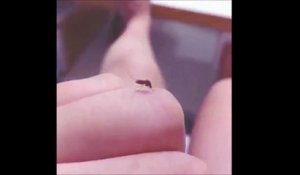 Comment troller un moustique avec son doigt !