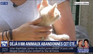 Déjà 8.000 animaux ont été abandonnés cet été