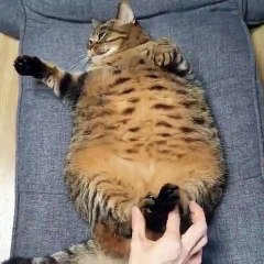 Trop Cute Ce Gros Chat Aime Beaucoup Qu On Joue Avec Ses Pattes Sur Orange Videos
