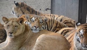 Un tigre qui dort sur une lionne... Adorable