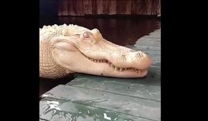 Avez-vous déjà vu un crocodile albinos... complètement blanc !!