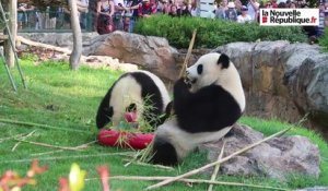 VIDEO. Le petit panda du zoo de Beauval a déjà deux ans !