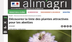 Quelles plantes pour aider les abeilles ?