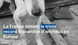 Abandon d'animaux: Une responsable de la SPA sonne l'alerte