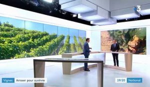 Vaucluse : des vignobles touchés durement par la sécheresse