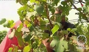 Les vignobles souffrent de la sécheresse