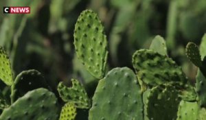 Mexique : du plastique biodégradable fabriqué à partir de cactus