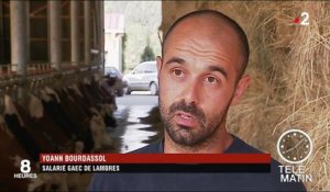 En Auvergne, la sécheresse affecte la production du Saint-Nectaire