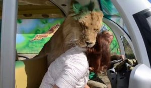 Les lions de ce parc sont vraiment très affectueux avec les visiteurs