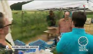 Corrèze : plongée au cœur de la cueillette des myrtilles