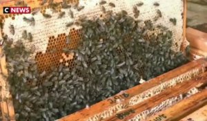 Lituanie : la «Bee-therapy» fait sensation