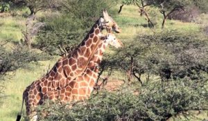 En Afrique, la girafe et la menace "d’extinction silencieuse"