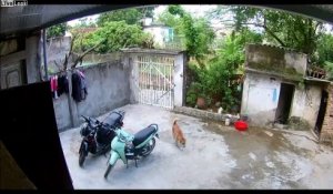 Il vole un scooter quand le chien de garde s'en va !