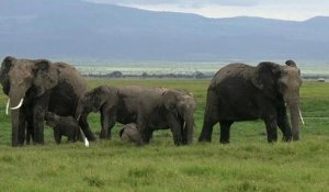 Les zoos pourraient se voir interdire d'acheter des éléphants sauvages