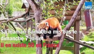 Un panda roux naît au Zoo de Jurques
