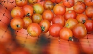 ToBRFV : la nouvelle maladie végétale qui menace nos tomates