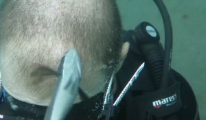 Un poisson vient manger sur la tête d'un plongeur