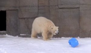 Cet ours polaire s'amuse comme un fou... avec un bidon