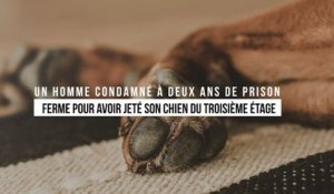 Un homme condamné à deux ans de prison ferme pour avoir jeté son chien du troisième étage