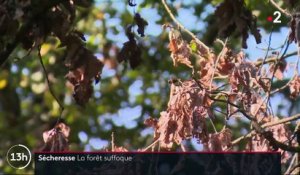 Alsace : de nouvelles espèces d'arbres pour supporter la sécheresse ?