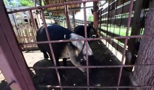 Honduras : un zoo de narcotrafiquants converti en refuge de tapirs