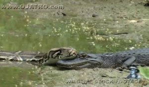 Un python énorme vient poser sa tête sur un crocodile