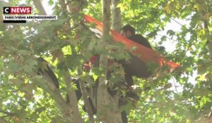 Un homme perché dans un arbre à Paris pour sauver des arbres dans le Gers