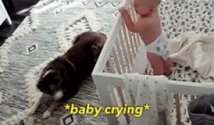 Un berger australien calme un bébé en pleur