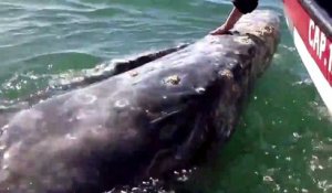 Une énorme baleine vient demander des calins à des touristes