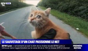 Le sauvetage d'un chaton sur une route par un motard passionne les internautes