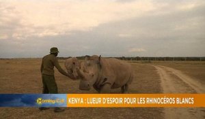 Lueur d'espoir pour les rhinos blancs du nord du Kenya [The Morning Call]